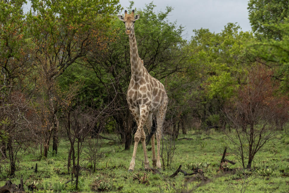 A tall male giraffe greets Tebogo Masiu and Smagele Twala during a game drive in the Dinokeng game reserve near Hammanskraal, South Africa Sunday Dec. 5, 2021. Recent travel bans imposed on South Africa and neighboring countries as a result of the discovery of the omicron variant in southern Africa have hammered the country’s safari business, already hard hit by the pandemic. (AP Photo/Jerome Delay)