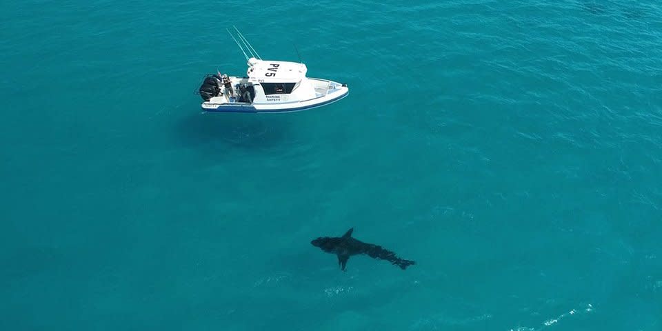 Shark Australia