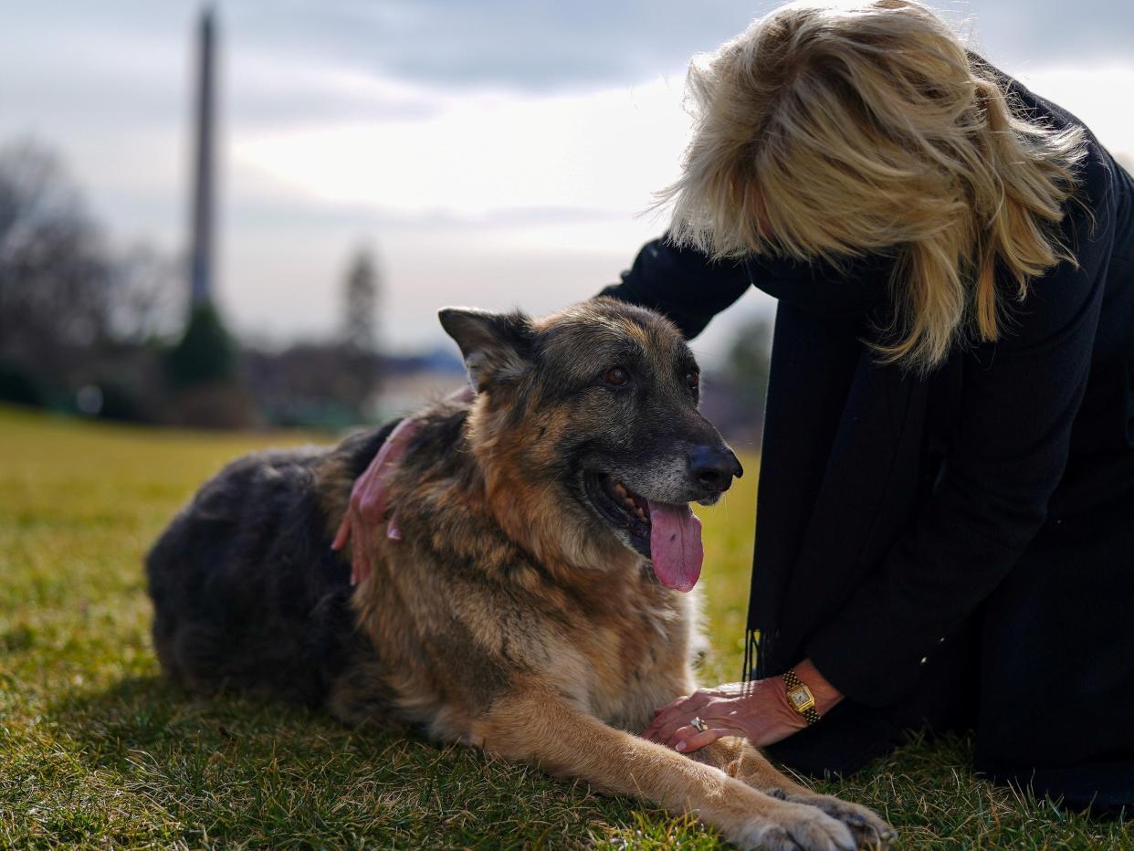 <p>US First Lady Jill Biden pets one of the family dogs, Champ, after his arrival from Delaware at the White House in Washington, DC, on 24 January 2021</p> ((White House/Handout via Reuters))