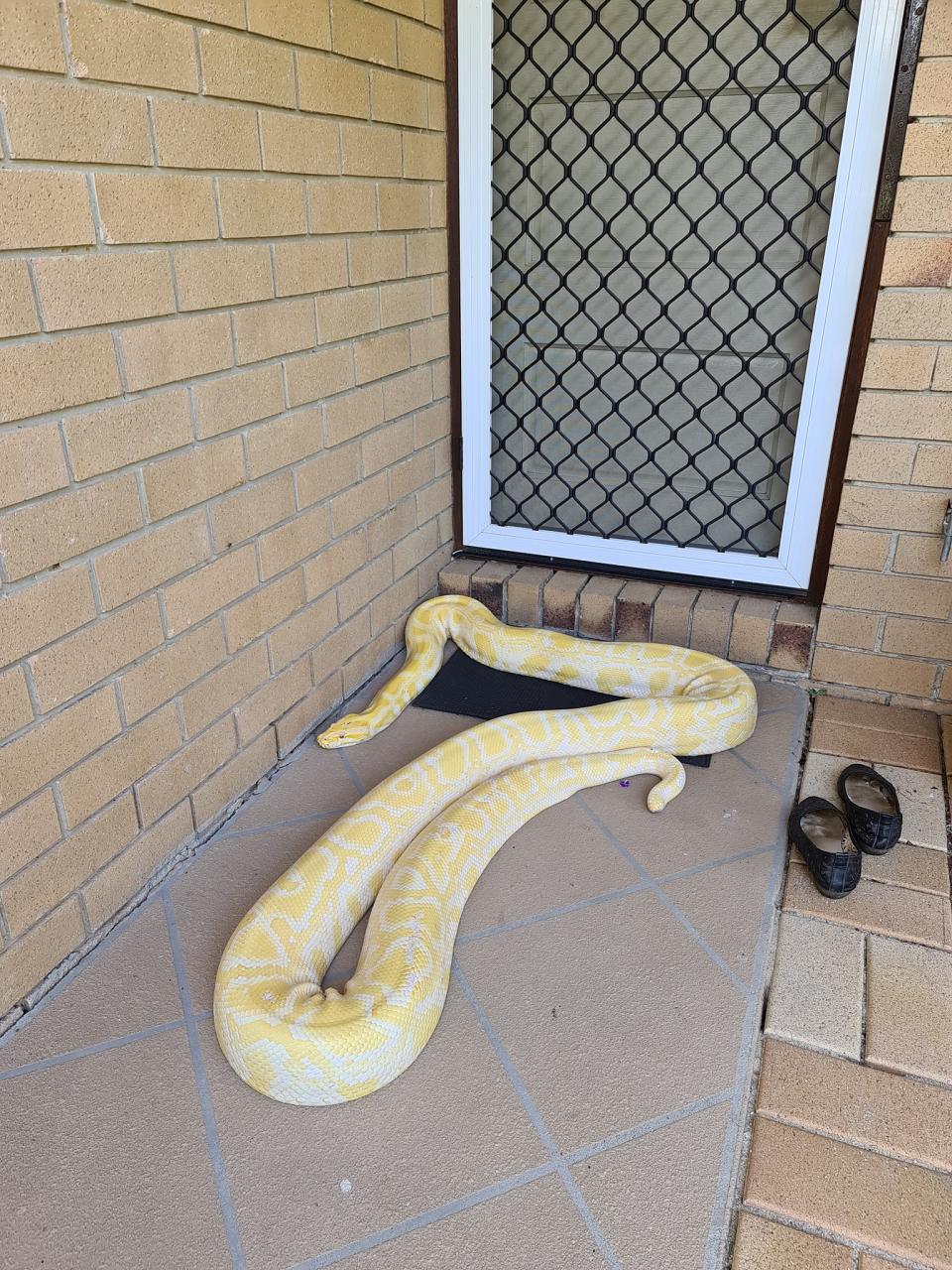 The giant Burmese python seen resting on a woman's door step. Source: Gold Coast and Brisbane Snake Catcher