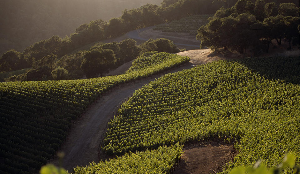 The undulating topography of the Harlan vineyards