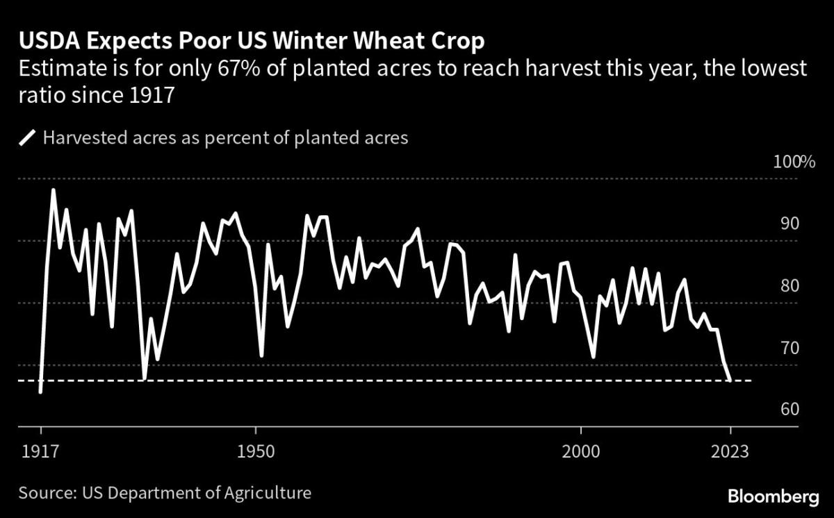 Farmers Set to Abandon US Wheat Crops at Highest Rate Since 1917