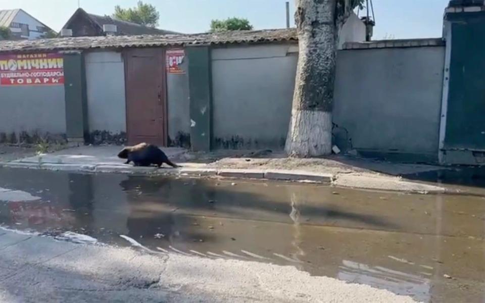 Beavers pictured on the streets of Kherson as flooding begins in the occupied Kherson and Kherson region after the destructions of Kakhovka Hydroelectric Power Plant - east2west news/east2west news