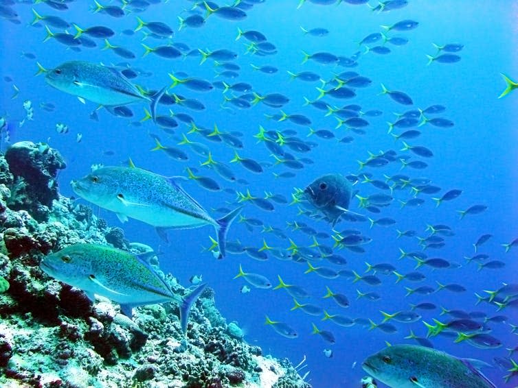 <span class="caption">Jacks on a coral reef in Palau.</span> <span class="attribution"><a class="link " href="https://www.shutterstock.com/image-photo/mackerels-pacific-ocean-palau-29856577" rel="nofollow noopener" target="_blank" data-ylk="slk:Marcus Efler/Shutterstock;elm:context_link;itc:0;sec:content-canvas">Marcus Efler/Shutterstock</a></span>