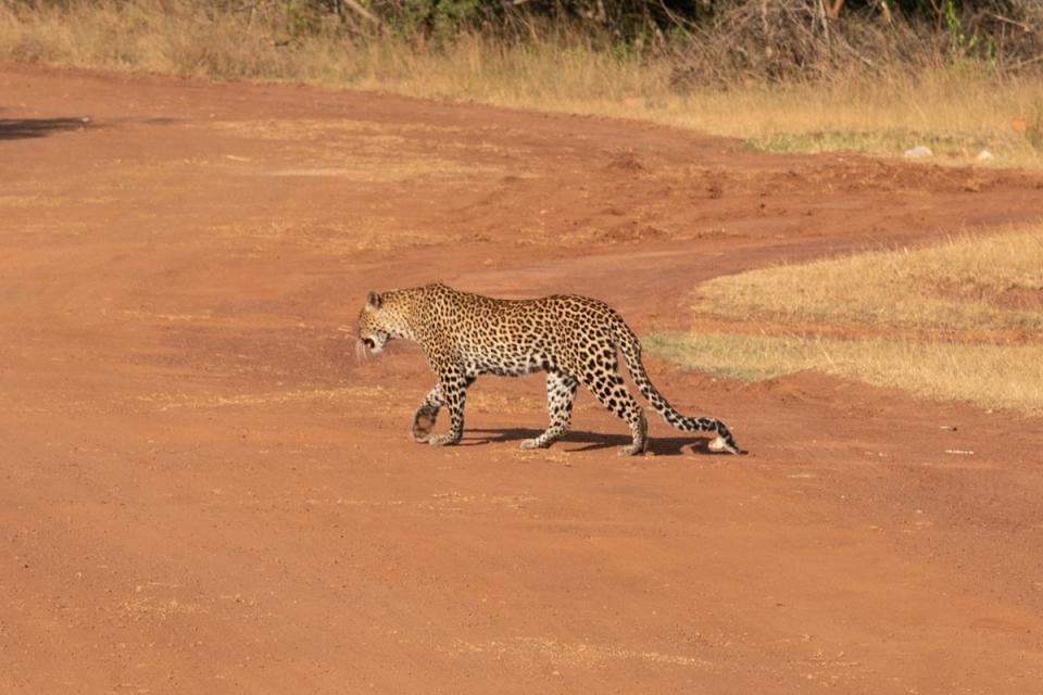 Leopard at Akagera National Park in Rwanda (Radhika Aligh)