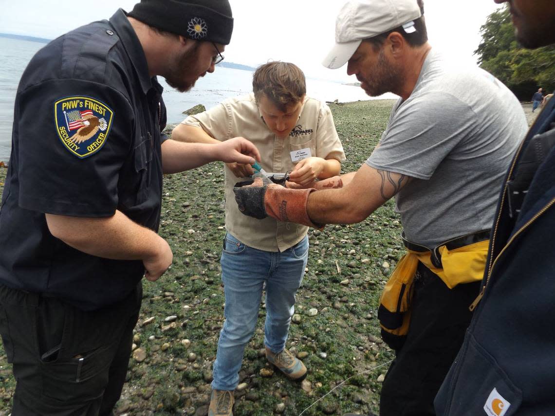 Alex Holmes with Metro Parks Tacoma works to remove a fishing line from the injured crow on July 21, 2024.