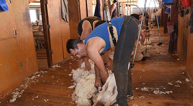 What a typical day shearing sheep looks like at Packsaddle Roadhouse. Source: Packsaddle Roadhouse.