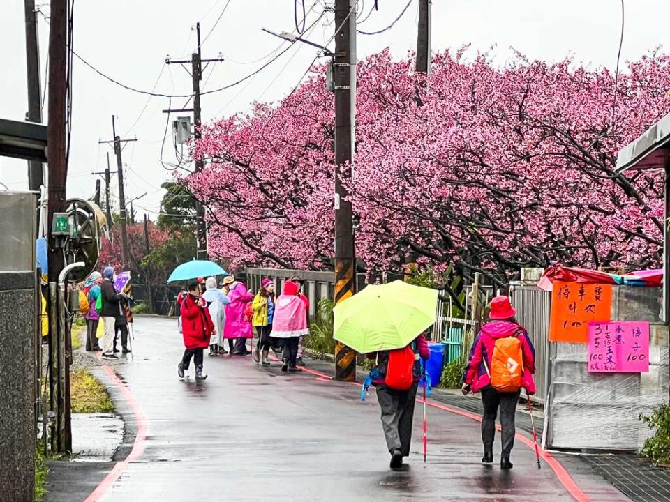 台北市士林區平菁街櫻花巷，一直以來是賞櫻熱點。今年受到氣候影響，此處櫻花已完全盛開，一片花海堪稱都市中的花仙境。   圖：取自台北市政府工務局大地工程處網站