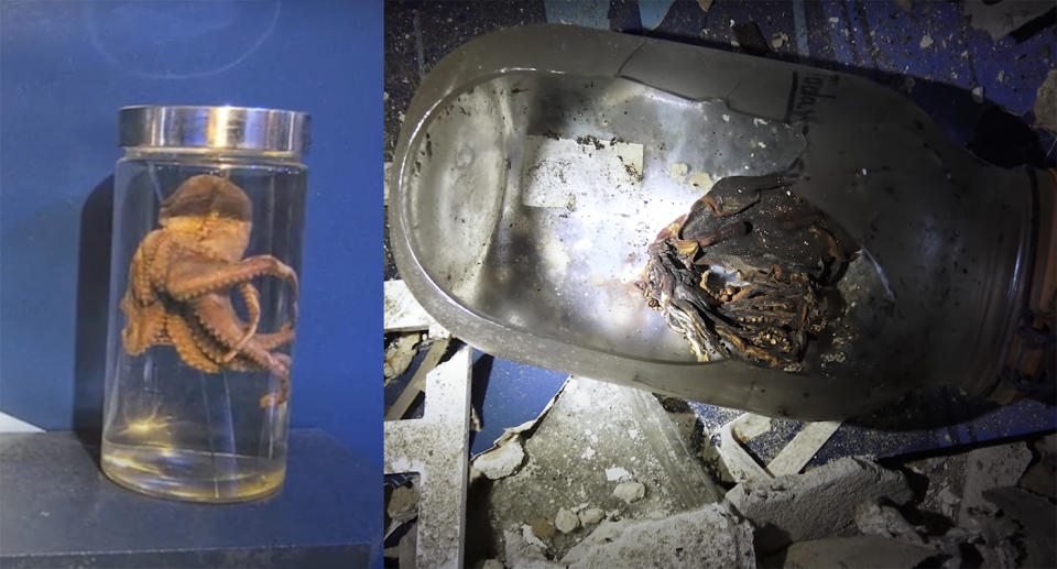 A squid that was once on display in a jar is now dried up and shrivelled. 