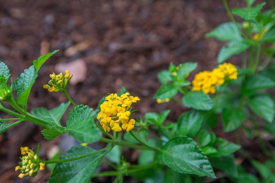 Flowers are sprouting at the school garden.