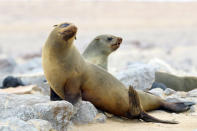 <p>Two Cape fur seals pose for a photo on the rocks at the Cape Cross Seal Reserve in Namibia. (Photo: Gordon Donovan/Yahoo News) </p>