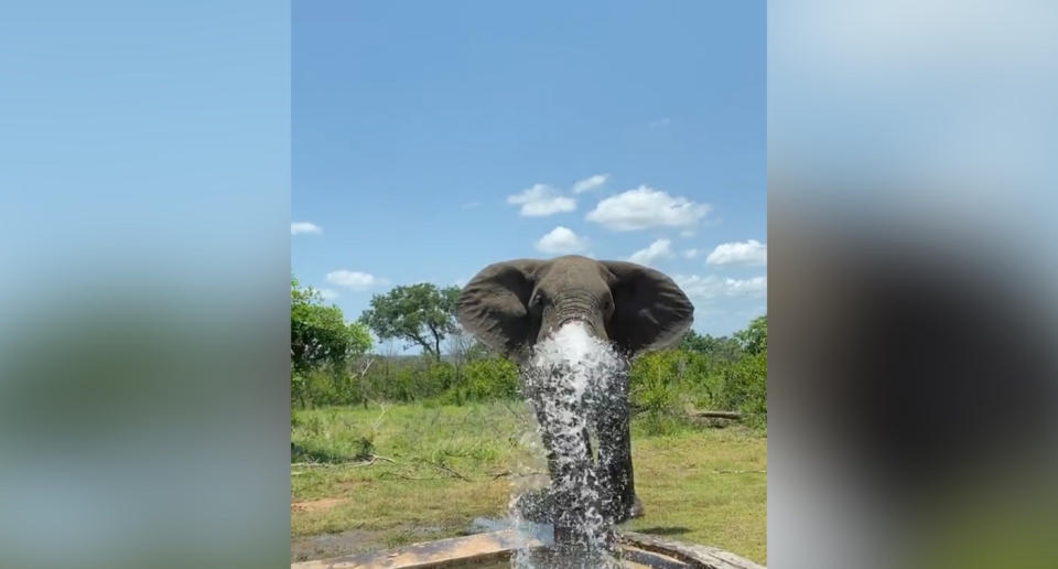 El elefante coge agua con su trompa y la lanza contra el cristal de la cabaña en la que había dos huéspedes observando el momento. (Crédito: Twitter/@laraleito)