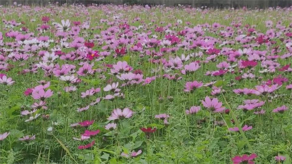 走春賞花喜迎兔年！苗栗公館「花田一路」　向日葵、波斯菊花海綻放繽紛