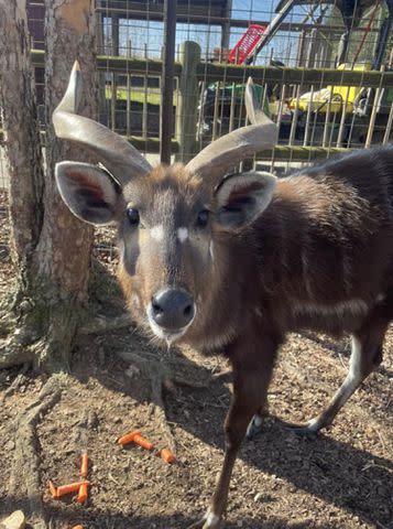 <p>Brights Zoo</p> 7-year-old male antelope named Lief