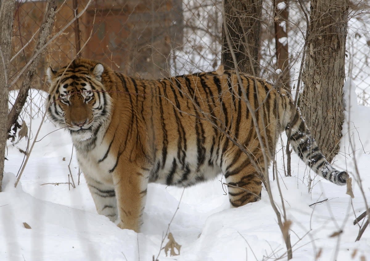 Lutiy, an endangered Amur tiger, roams in his cage at the Wild Animals Rehabilitation Center at the Sikhote-Alin Nature Monument, Russia on Monday, December 5, 2005 (AP Photo/Burt Herman)