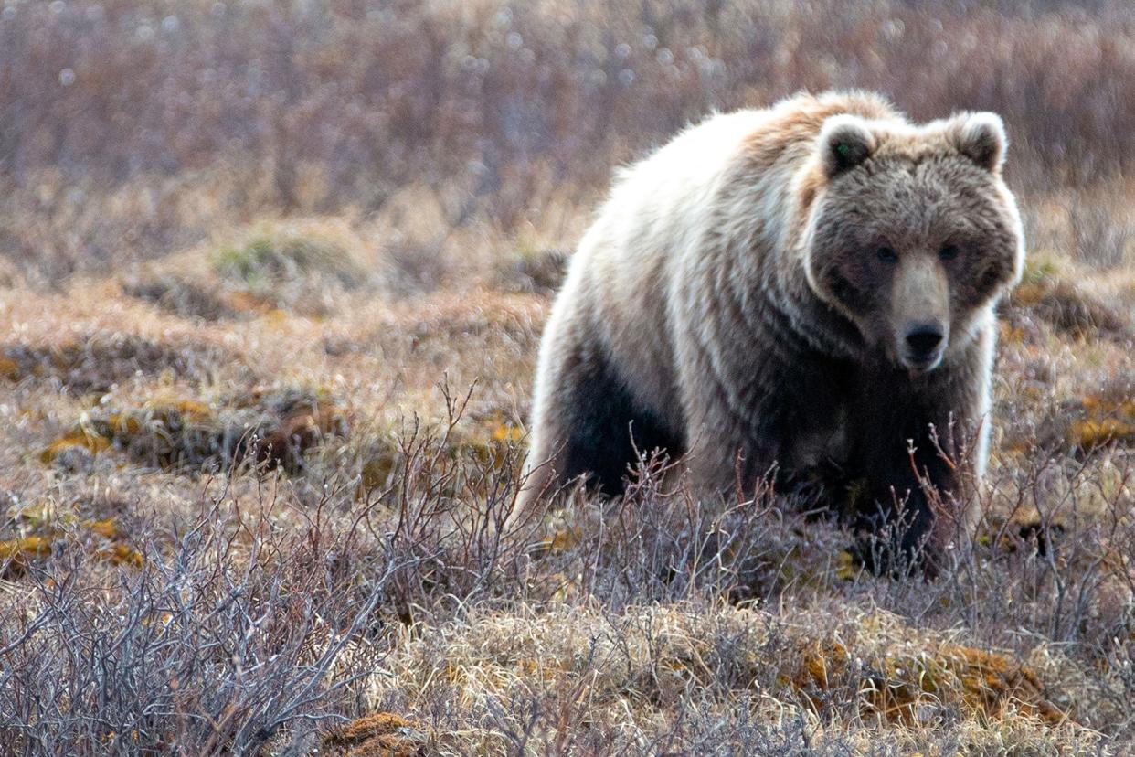 The incident took place about 14 miles west of Yellowstone National Park.