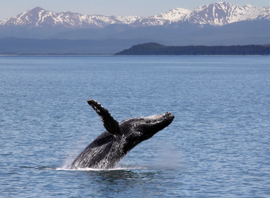 Humpback whale breaching off Icy Straits Point in Alaska. (Photo by: Loop Images/Universal Images Group via Getty Images)