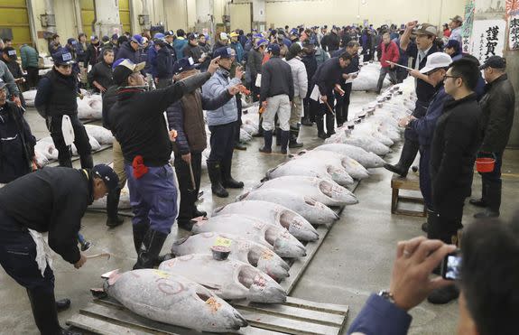 Bluefin tuna are line during the New Year first auction at the Tsukiji fish market in Chuo Ward, Tokyo, Jan. 5, 2017.