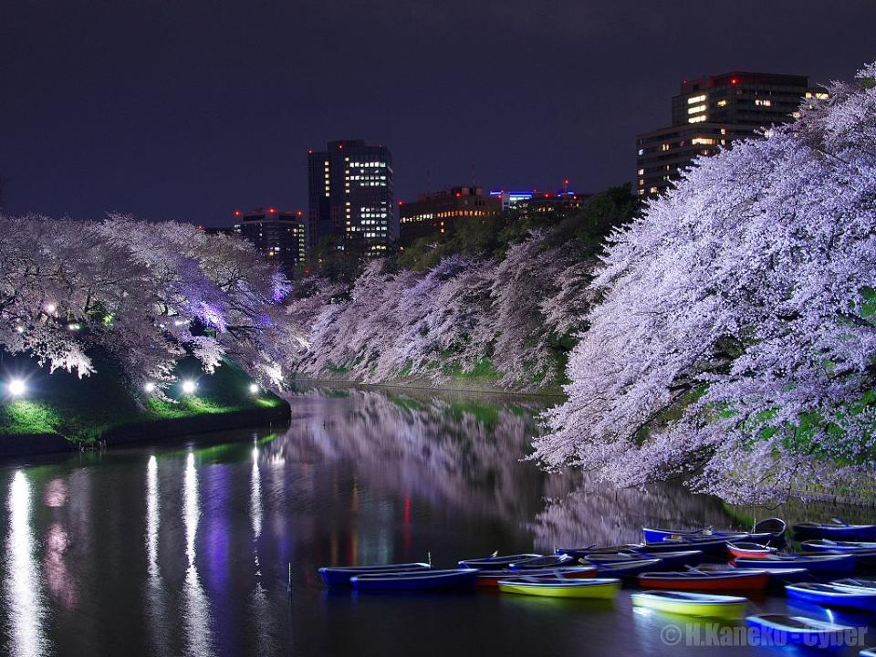 千鳥淵 (Photo by Hiroaki Kaneko, License: CC BY-SA 3.0, Wikimedia Commons提供, 圖片來源web.archive.org/web/20161026225003/http://www.panoramio.com/photo/87905439)