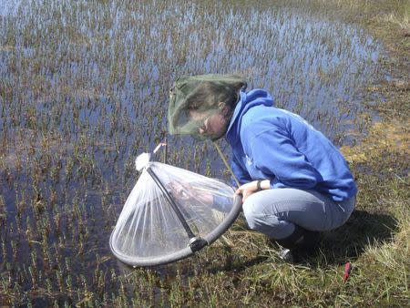 Lauren Culler, a postdoctoral researcher at Dartmouth's Dickey Center's Institute of Arctic Studies, studies Arctic mosquitoes, which develop in shallow temporary ponds of springtime snowmelt on the tundra, where their top predators are diving beetles in ponds near Kangerlussuaq Greenland in this image released on September 15, 2015. REUTERS/Lauren Culler/Dartmouth College/Handout via Reuters