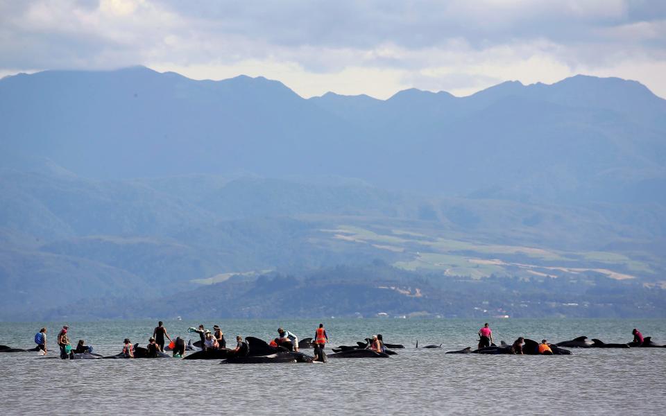 New Zealand warns of exploding whale carcasses after mass stranding