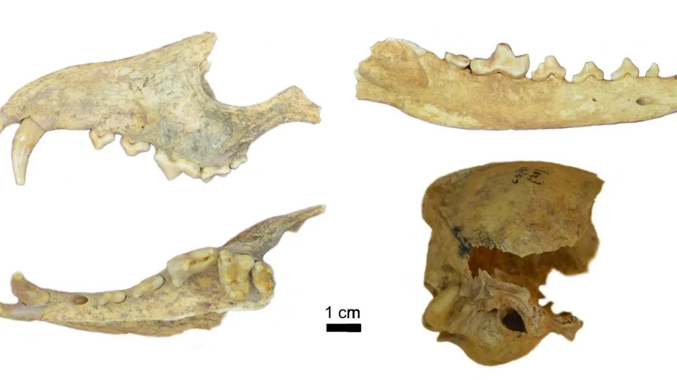 Parts of the D. avus specimen were buried alongside a human at Cañada Seca, a site in northern Patagonia. - Courtesy Francisco Prevosti