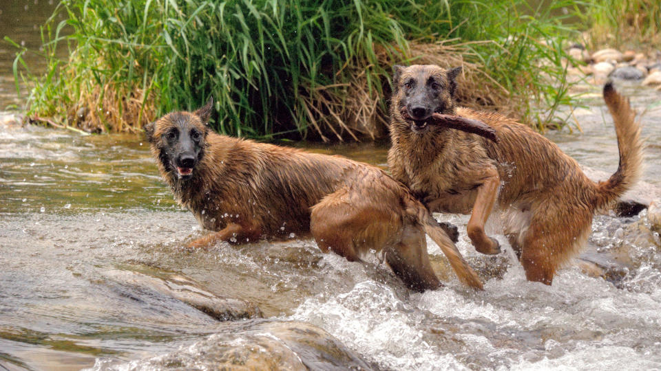 2 belgian malinois dogs in stream