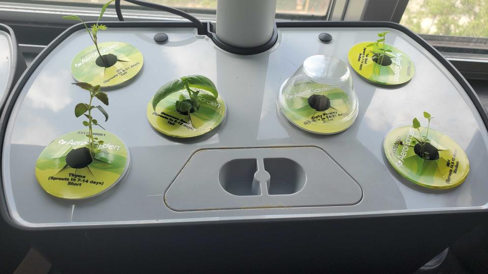 plants growing in AeroGarden Harvest