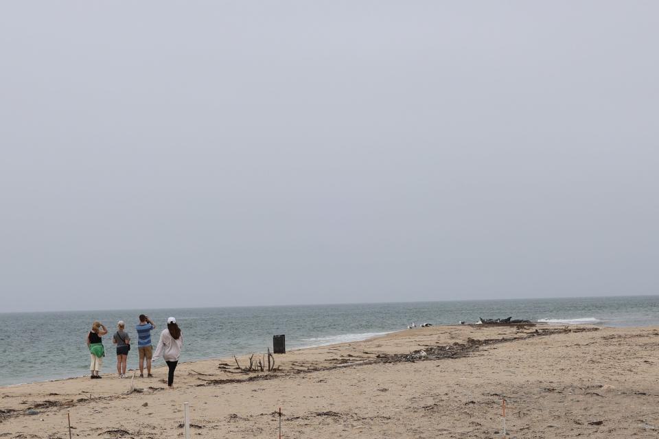 Mystic Aquarium intern Sophia Greisen runs after a family that had crossed the150-foot boundary intended to protect Block Island's seals, visible in the distance at right.