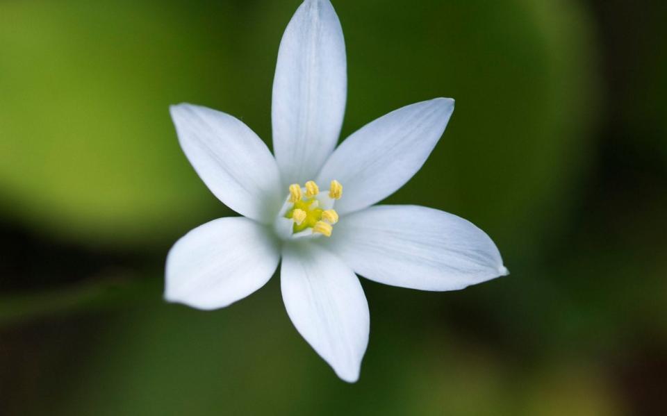 Ornithogalum umbellatum. Common Star of Bethlehem flower - Tim Gainey