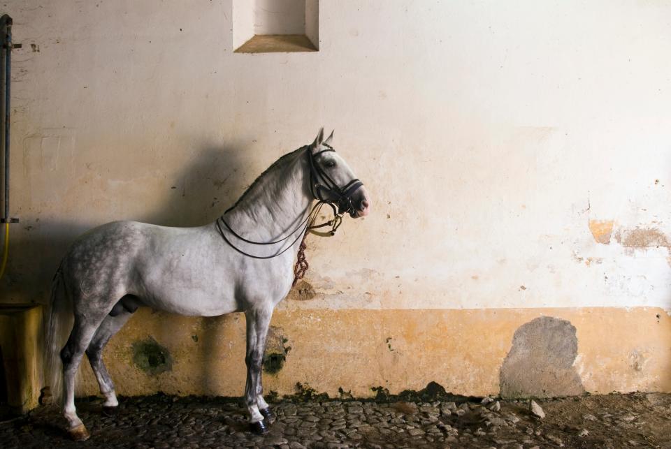 One of the Alentejo's equine residents - getty