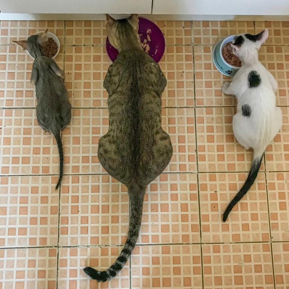 Andreas Selwood: "Minnie, Feisty y Rebar, tres de nuestros gatos se acurrucan juntos mientras comen".