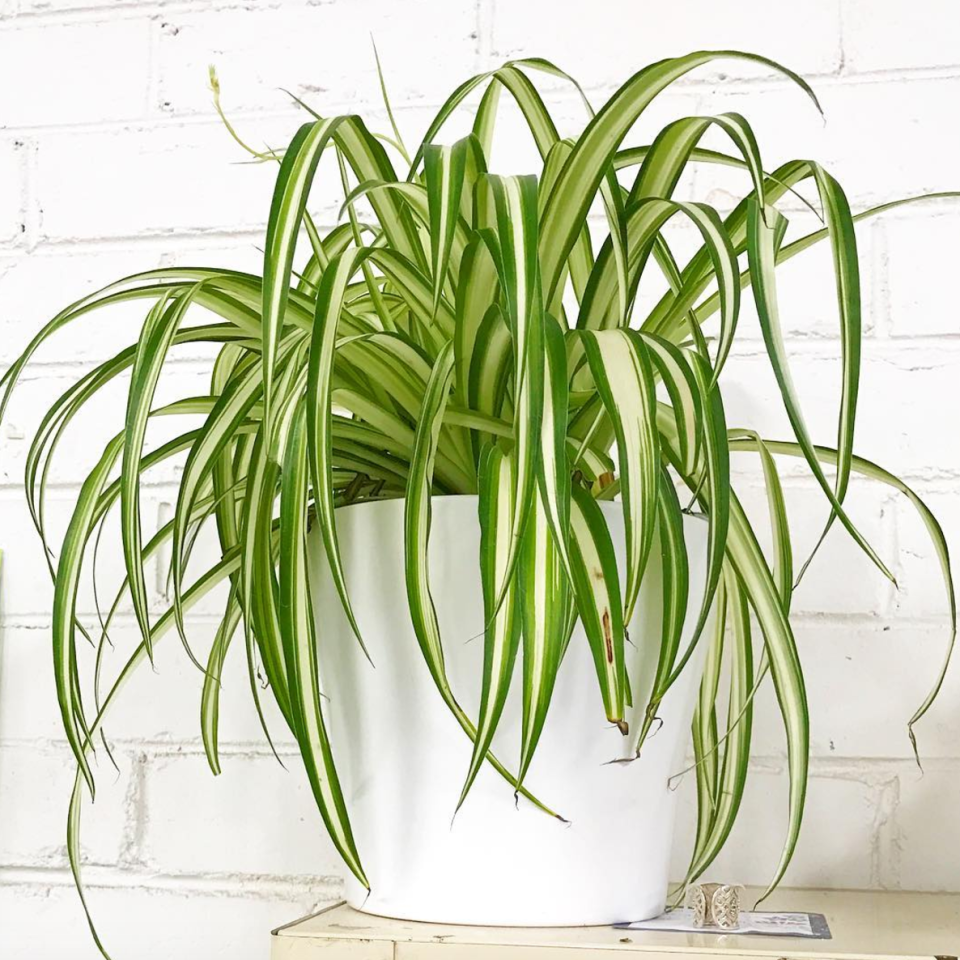 <p>The classic, go-to plant for beginners. These guys don't need too much water, so just touch the soil occasionally and if it's dry, give them a drink. They deal well with electric lighting, so if you don't get much natural light in your home, they can still thrive.</p><p> Image: Instagram </p>