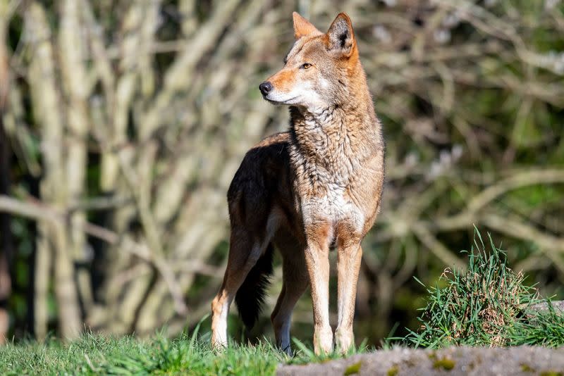 A red wolf stands at Point Defiance Zoo & Aquarium in Washington state