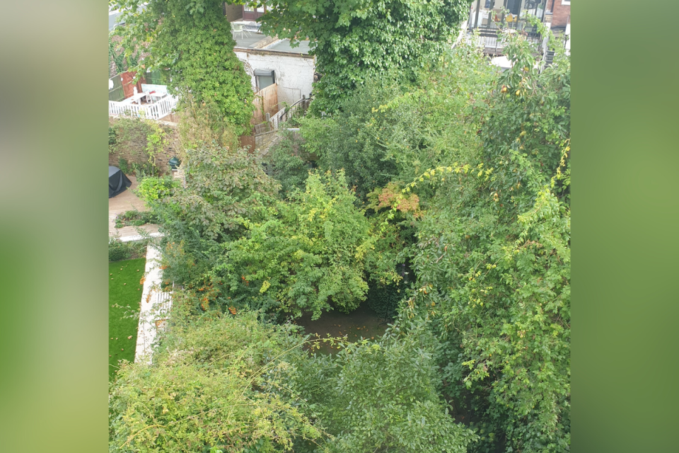 A View of a Tree:  An image attached to the planning application shows the trees couple hopes to trim (Stephanie Radziwillowicz/Camden Council planning website)