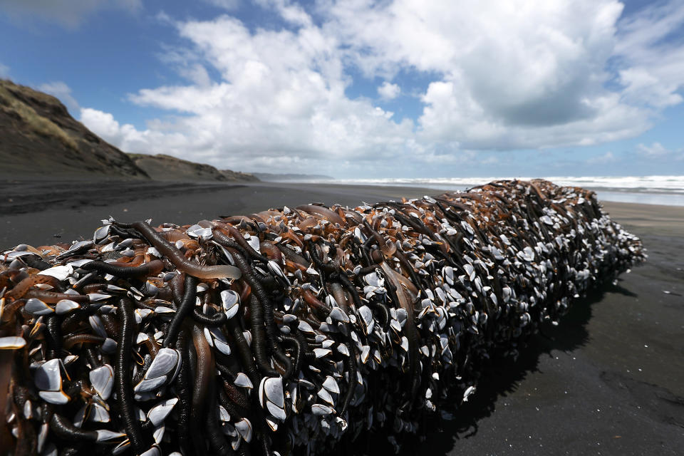 Immer wieder wird in Neuseeland Treibgut angeschwemmt, das übersät ist mit tentakelförmigen Kreaturen