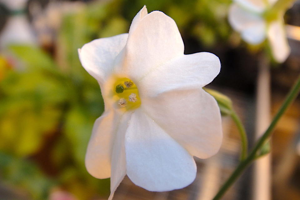 Nicotiana olens. Maarten Christenhusz / RBG Kew