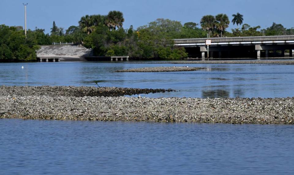 Damon Moore, founder and executive director of the Oyster River Ecology nonprofit, is working with Manatee County Government officials to restore shellfish and improve water quality in the Manatee River.