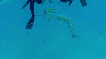 Scuba divers interact with sharks underwater