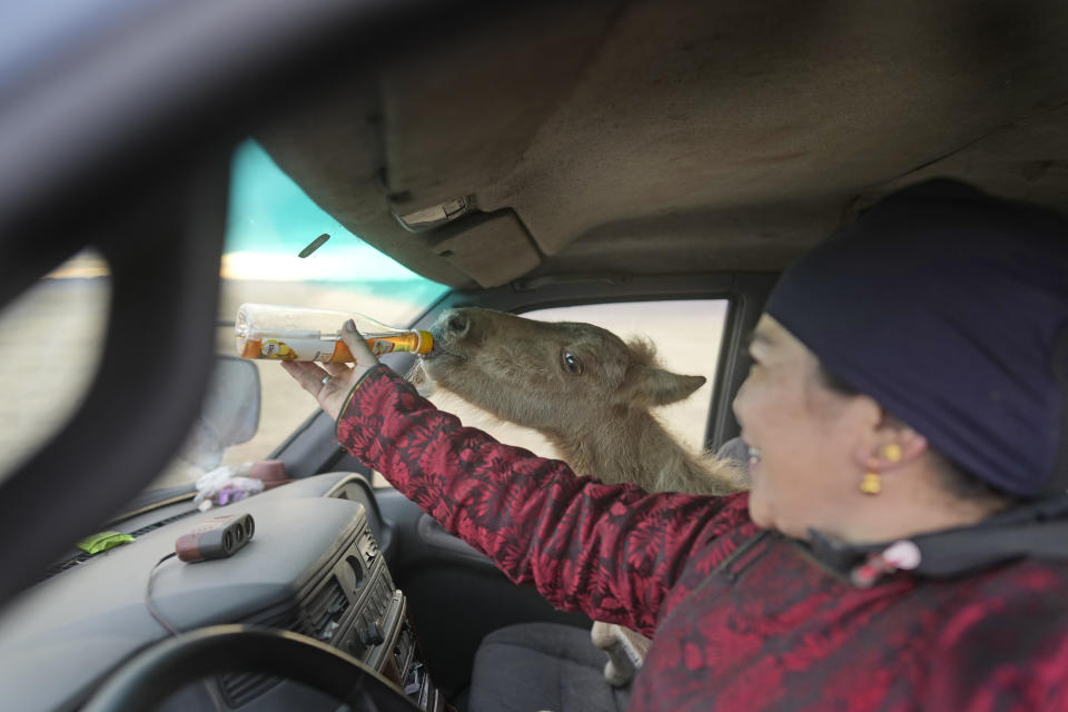 The sister of herder Lkhaebum feeds a young foal while driving to a new pasture in the Munkh-Khaan region of the Sukhbaatar district in southeast Mongolia, Sunday, May 15, 2023. Pastoralism has survived for so long because it is designed to adapt to a changing environment - animals moved to find fresh pasture and water, leaving behind fallow land to heal and regrow. (AP Photo/Manish Swarup)