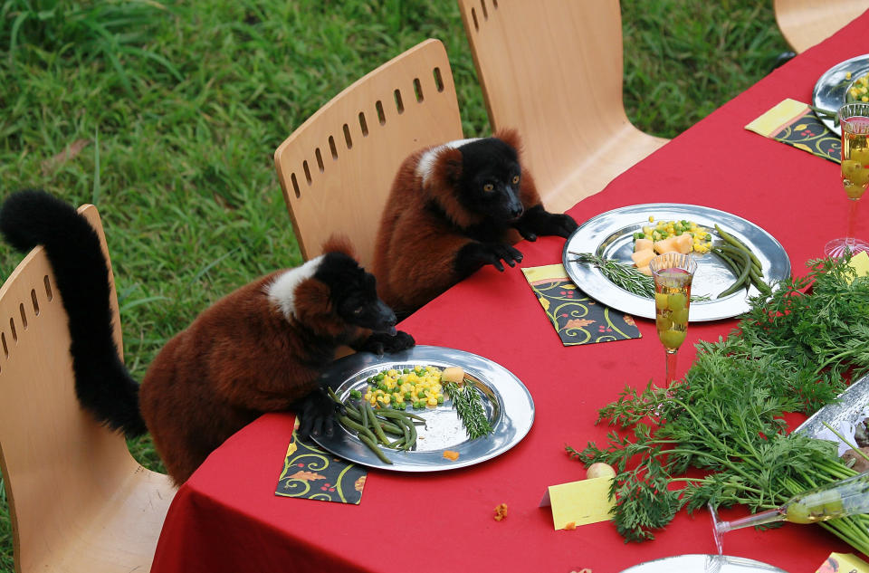 Lemurs Enjoy Thanksgiving Feast At San Francisco Zoo