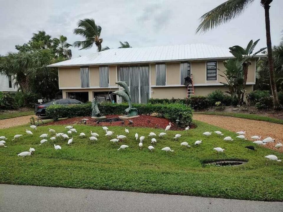 Ibis alimentándose frente a la casa de Rafael Peñalver en la isla de Sanibel mientras un trabajador instala persianas en preparación para el huracán Ian.