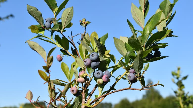 Highbush blueberry plant