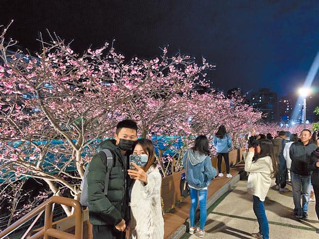 2020樂活夜櫻季於2月2日開跑，展期為期一整個月，吸引民眾打卡拍照。（張薷攝）