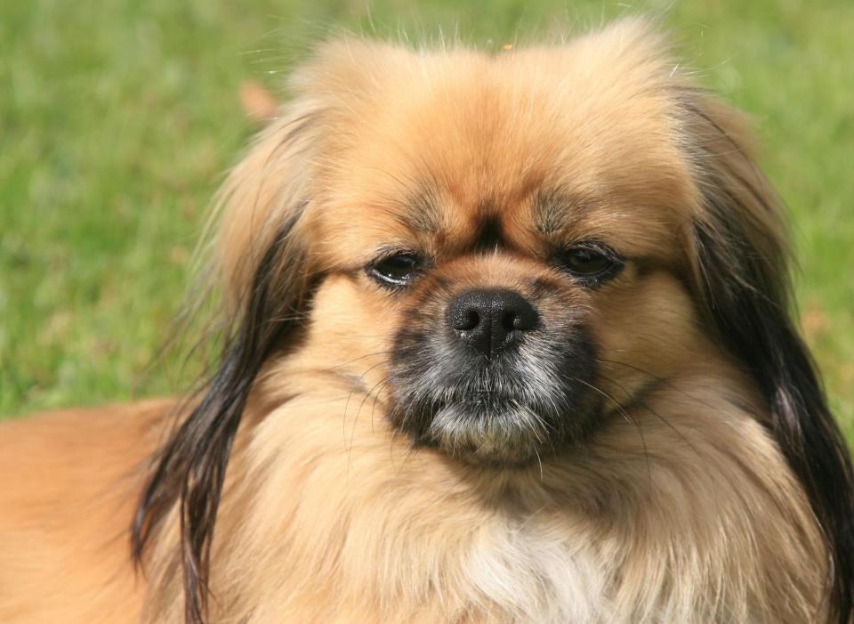 The Tibetan Spaniel has a calming and gentle - yet playful - temperament. Don't let their relaxed demeanor fool you though - they also make for tough competitors in dog sports like agility, rally and obedience. (Photo: Canva/Getty Images)