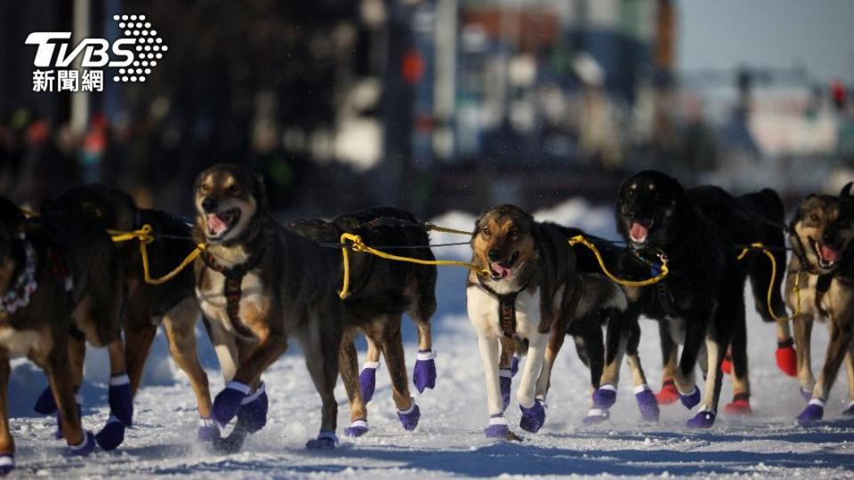 雪槍犬都會在比賽時戴上腳套，以防止雪地濕滑。（圖／達志影像路透社）