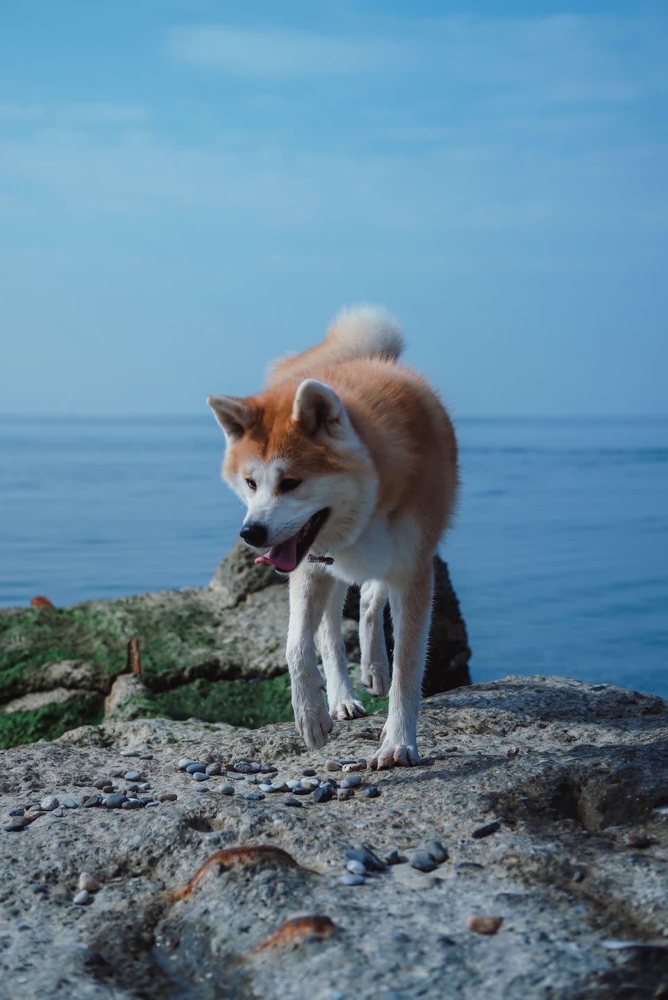 medium dog breeds akita inu