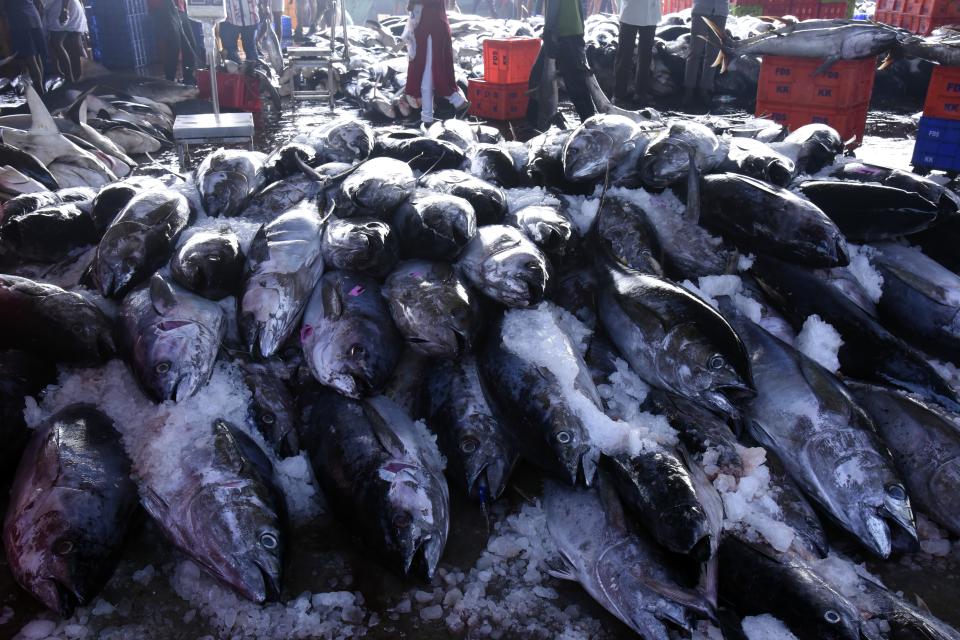 Fish for sale are displayed on March 3, 2023, in Kochi, Kerala state, India. The India Meteorological Department as well as the state of Kerala have increased infrastructure for cyclone warnings since Cyclone Ockhi in 2017, which killed about 245 fishermen out at sea. (AP Photo/Satheesh AS)