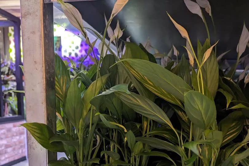 Peace lilies, also known as Spathiphyllum, are just £3 each in IKEA