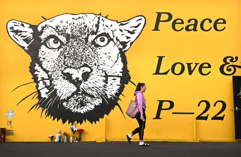 Los Angeles, California December 20, 2022-A woman walks by a memorial of P-22, the famous cougar that recently passed away, at Hype Silverlake Tuesday. (Wally Skalij/Los Angeles Times)